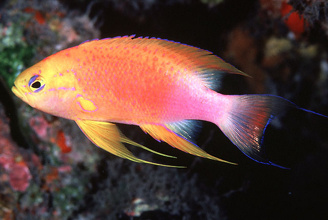 PSEUDANTHIAS VENTRALIS